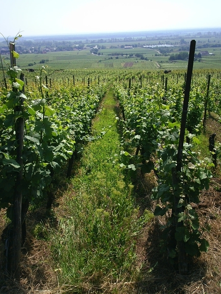 Eguisheim - wijngaarden