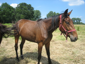 Paarden 001