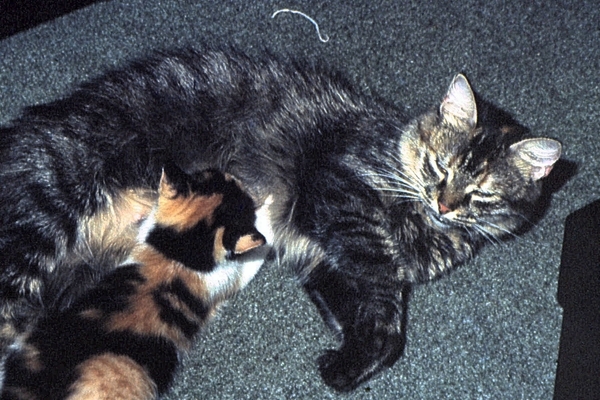 Moeder Skrolle met n van haar kittens