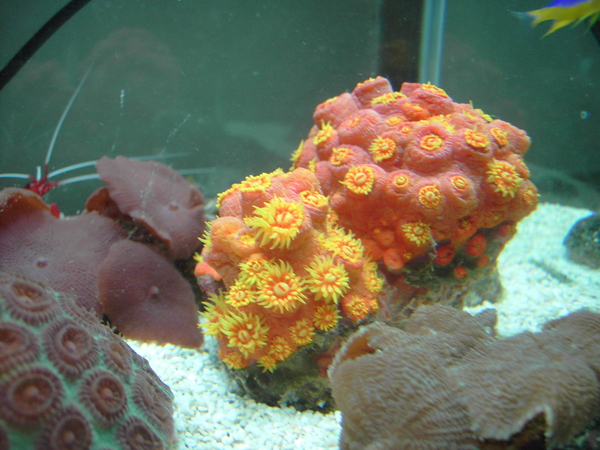 Bijna gesloten Aardbei koraal
