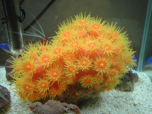 Open Aardbei koraal.