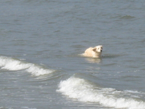 Hond zwemt in de zee