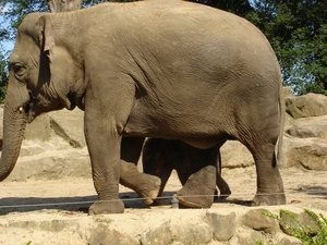 Aziatische olifant met jong De trotse moeder