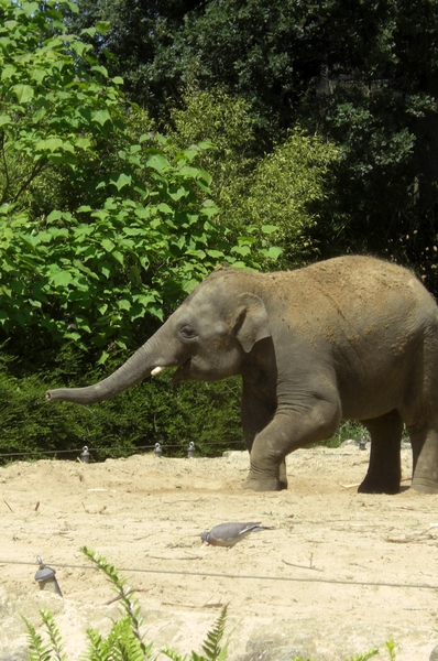 Aziatische olifanten een zandbad heerlijk.2