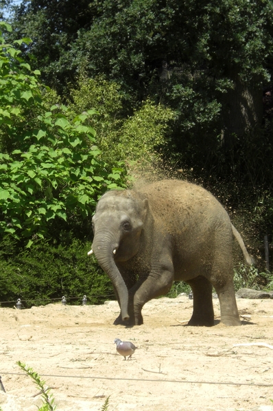 Aziatische olifanten een zandbad heerlijk.3