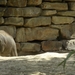 Aziatische olifanten een zandbad heerlijk.4