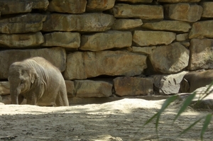 Aziatische olifanten een zandbad heerlijk.4