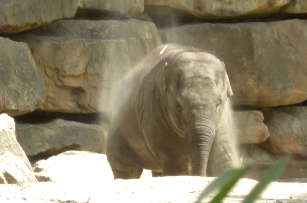 Aziatische olifanten een zandbad heerlijk.5