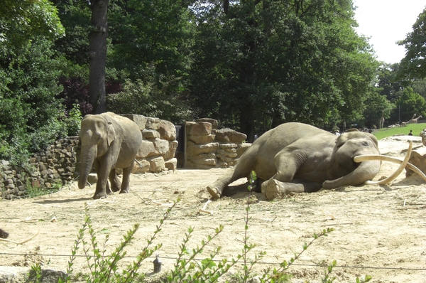Aziatische olifanten.4