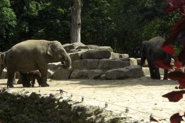 Aziatische olifanten8