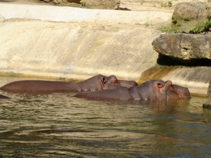 Nijlpaarden9