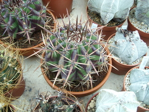 Echinocactus Grandis bij Piltz in Dren 5