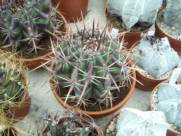 Echinocactus Grandis bij Piltz in Dren 5