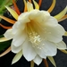 Cactus bloem 001