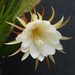 Cactus bloem 003