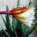 Cactus bloem 004