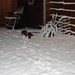 Arcil in de sneeuw 20-11-08 470