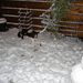 Arcil in de sneeuw 20-11-08 480