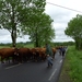 Cantal auvergne (53)