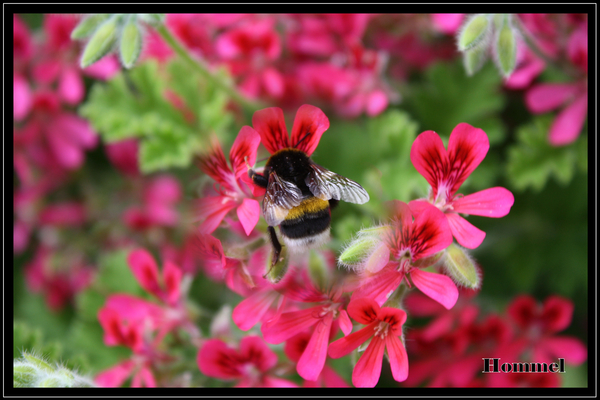 hommel op geranium.