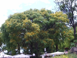 vreemde boom in het park