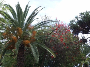 palmsoort met  bloem