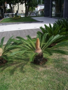 jonge palm met  hoge bloei
