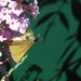 Vlinder-bloem