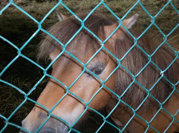 paardje achter tralies
