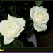 web_IMG_3771twee witte rozen