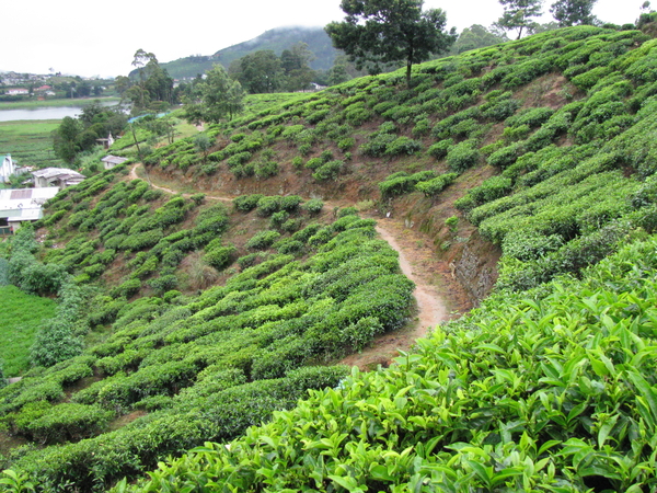 De beste thee van Sri Lanka