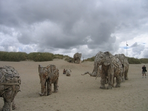 De Panne : Andries Botha (kudde olifanten)