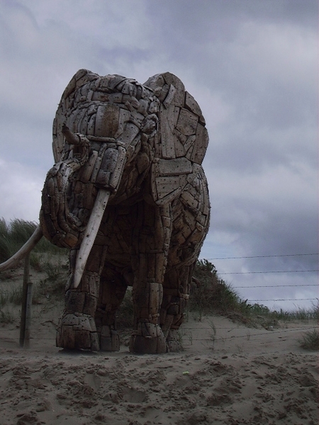 De Panne : Andries Botha's olifant