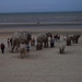 De Panne : Andries Botha (kudde olifanten)