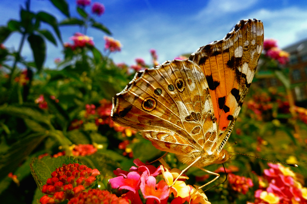 Vlinder,bloemen,vliegen,vleugels,wind,natuur,zomer,stuifmeel