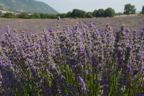 MV9_4544_Lavendel velden  in Sault