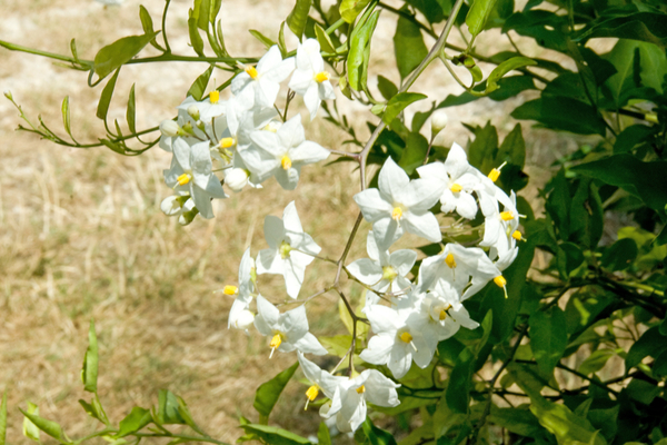 MV9_4609_Witte bloemen aan struik