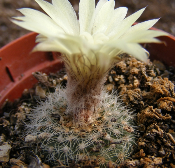 pygmaea. v . curvispina      pr 138 ( white flower )             