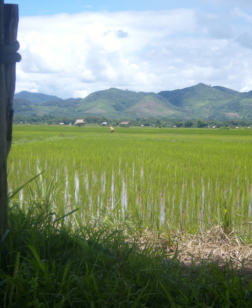 Nog rijstvelden