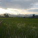 Avond in rijstvelden