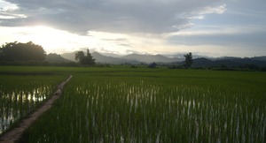 Avond in rijstvelden