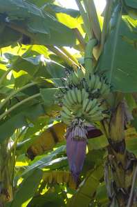 Hoe groeien die bananen?