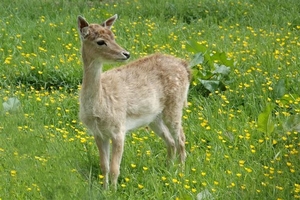 Bambi (Small)