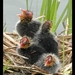 Kleine eendjes op nest