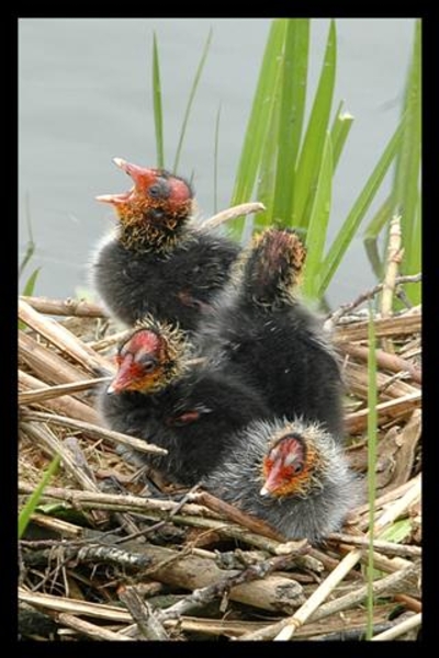 Kleine eendjes op nest
