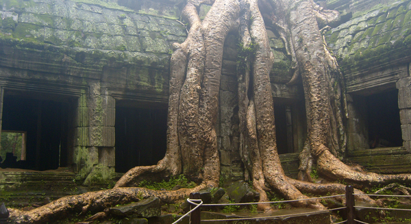 Jungle-tempel