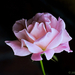IMG_4261 Rose roos