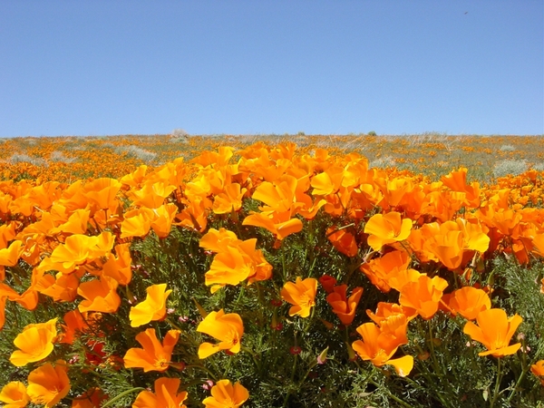 Antelope Valley California Poppy Reserve