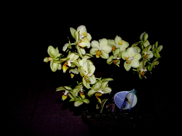 Phalaenopsis 