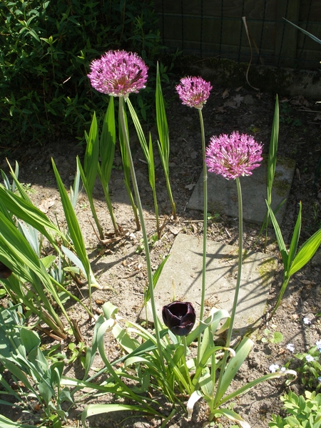 Allium/Zwarte Tulp